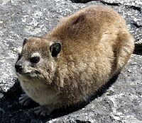 Hyrax on the Rocks