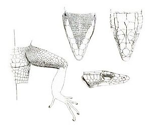 Illustrations of the zoology of South Africa (6263337715), views of head and hind limb