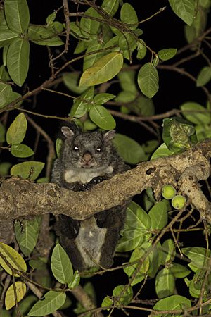 Indian Giant Flying Squirrel captured at Polo Forests, Sabarkantha, Gujarat India
