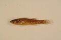 Iowa darter