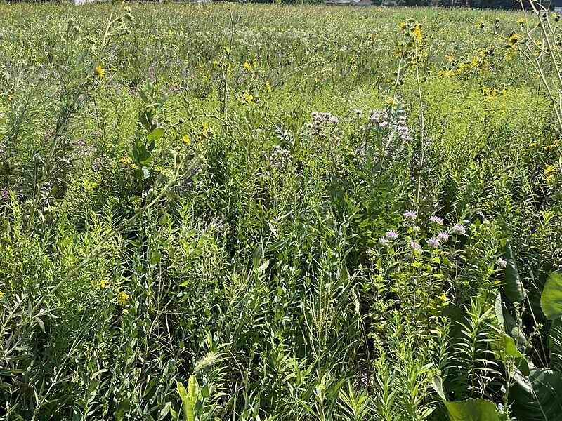 James Woodworth Prairie