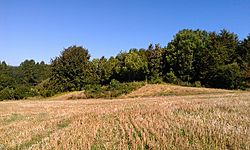 A round earth tumulus in a grassy area in the corner of a field