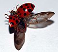 Lady beetle taking flight
