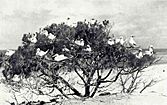 Photo of an ironwood tree crowded with seabirds