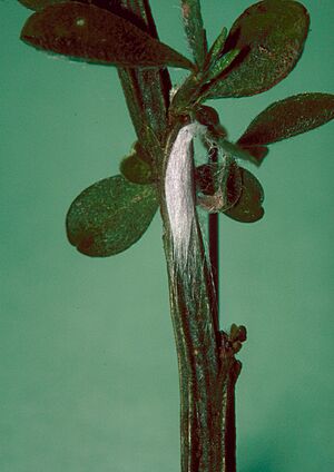 Leucoptera spartifoliella pupa