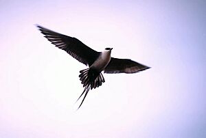 Long-tailed Skua in flight