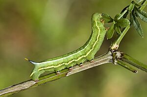 Macroglossum.stellatarum.caterpillar.3088.Liosi