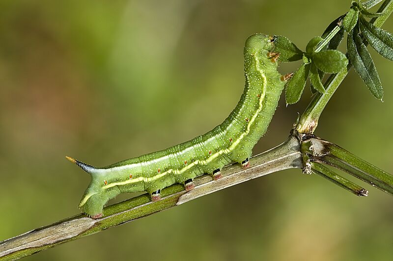 Macroglossum.stellatarum.caterpillar.3088.Liosi