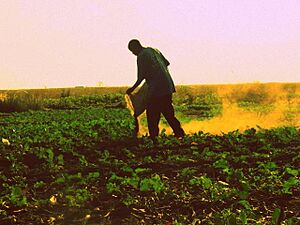 Manuring a vegetable garden