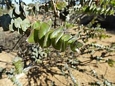 Melaleuca cordata (leaves)