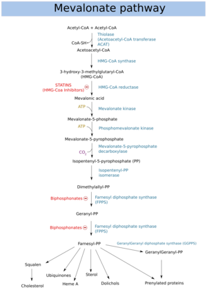 Mevalonate pathway