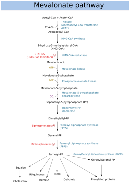 Mevalonate pathway