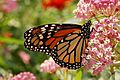 Monarch Butterfly Danaus plexippus Milkweed