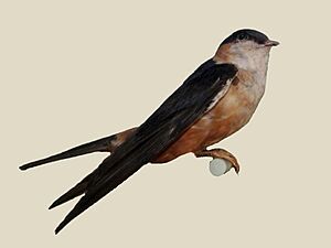 Mosque Swallow specimen RWD