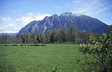 Mt si and meadowbrook cows.jpg