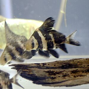 Myxocyprinus asiaticus by OpenCage.jpg