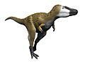 Nanotyrannus NT