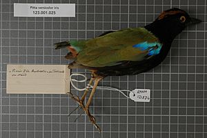 Naturalis Biodiversity Center - RMNH.AVES.121574 - Pitta versicolor iris Gould, 1842 - Pittidae - bird skin specimen