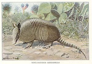 Nine-banded-Armadillo