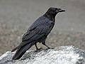 Northwestern Crow RWD3