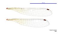 Nososticta pilbara male wings (34664259132)