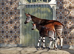 Okapi and son