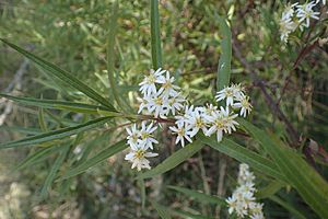 Olearia viscidula.jpg