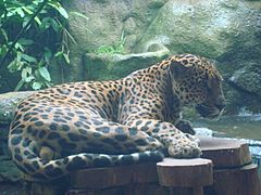 Panthera onca. Jaguar. Costa Rica