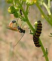 Parasitoid wasp pointing ovipositor at cinnabar moth larva