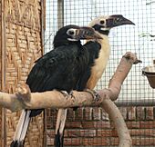 Penelopides panini pair2