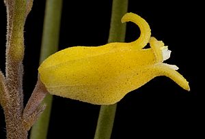 Persoonia teretifolia - Flickr - Kevin Thiele.jpg