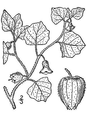 Physalis hederifolia var. comata BB-1913.jpg