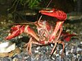 Procambarus clarkii9284477アメリカザリガニ