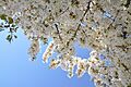 Prunus speciosa in the Jardin des Plantes 004