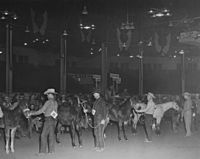 Quarter Horses 1950