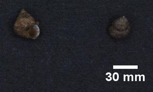 RMNH.MOL.156397 Cytora pallida cropped with scale bar.jpg