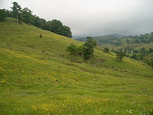Wildflowers add a splash of color to grazing fields near Osceola, West Virginia in July 2006