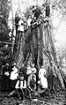 Redwood Stump in Nelder Grove around 1881