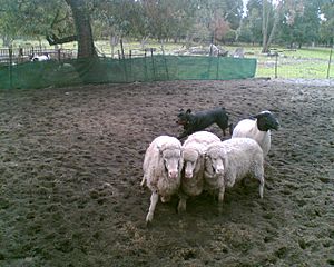 Rottweiler herding sheep 1