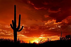 Silhouettes of saguaro cacti stand out against a red sky at sunset.