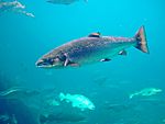 Salmo salar-Atlantic Salmon-Atlanterhavsparken Norway