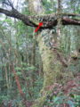 Seram-mountain-pigeon-nest-location