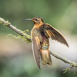 Shining sunbeam (Aglaeactis cupripennis cupripennis) Caldas 2