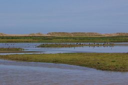 Simmond's Scrape, Cley Marshes - geograph.org.uk - 1062772.jpg