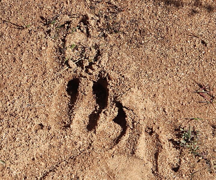 Southern Aardvark foot print (cropped)