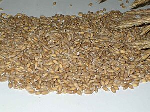 Speltkorrels