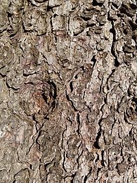 Swiss stone pine (pinus cembra) bark