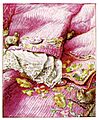 Tailor of gloucester coat