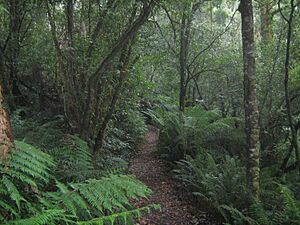 Temperate rainforest in Great Otway National Park, Victoria