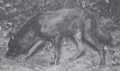 The Wolves of North America (1944) Canis rufus gregoryi.png